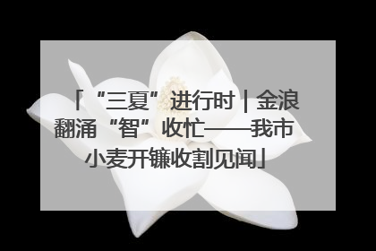 “三夏”进行时｜金浪翻涌“智”收忙——我市小麦开镰收割见闻
