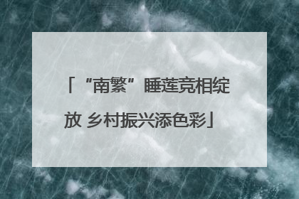 “南繁”睡莲竞相绽放 乡村振兴添色彩