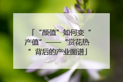 “颜值”如何变“产值”——“赏花热”背后的产业图谱