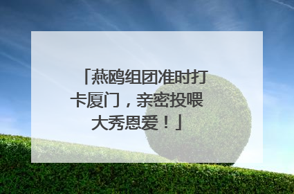 燕鸥组团准时打卡厦门，亲密投喂大秀恩爱！