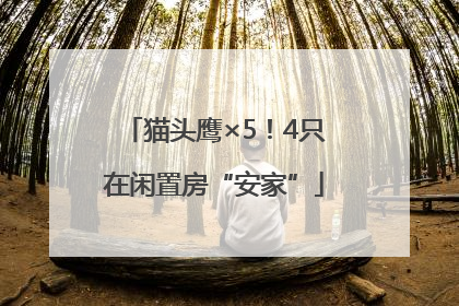 猫头鹰×5！4只在闲置房“安家”