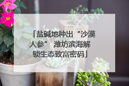 盐碱地种出“沙漠人参” 潍坊滨海解锁生态致富密码