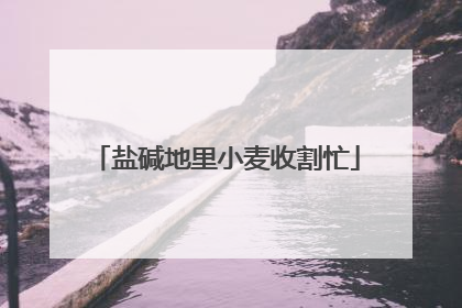 盐碱地里小麦收割忙
