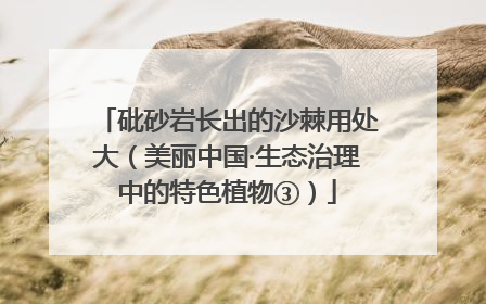 砒砂岩长出的沙棘用处大（美丽中国·生态治理中的特色植物③）