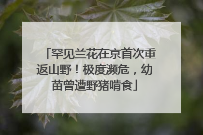 罕见兰花在京首次重返山野！极度濒危，幼苗曾遭野猪啃食