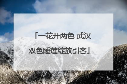 一花开两色 武汉双色睡莲绽放引客