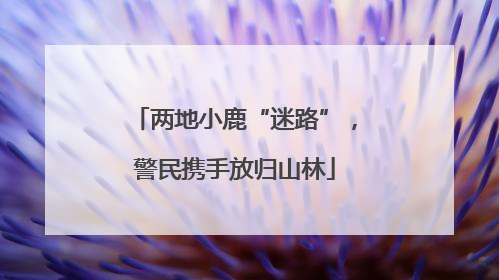 两地小鹿“迷路”，警民携手放归山林