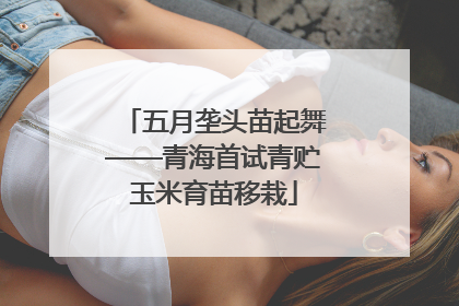 五月垄头苗起舞——青海首试青贮玉米育苗移栽
