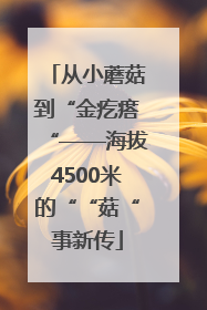 从小蘑菇到“金疙瘩“——海拔4500米的““菇“事新传