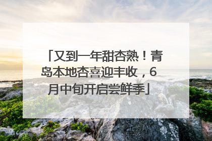 又到一年甜杏熟！青岛本地杏喜迎丰收，6月中旬开启尝鲜季
