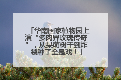 华南国家植物园上演“多肉界玫瑰传奇”，从呆萌树干到炸裂种子全是戏！