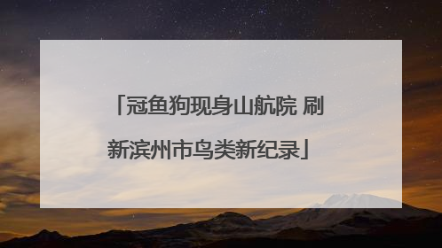 冠鱼狗现身山航院 刷新滨州市鸟类新纪录