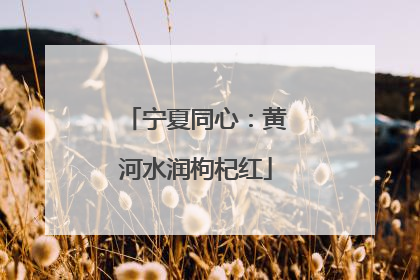 宁夏同心：黄河水润枸杞红