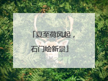 夏至荷风起，石门绘新景