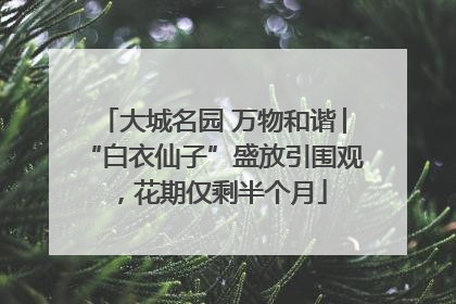 大城名园 万物和谐│“白衣仙子”盛放引围观，花期仅剩半个月