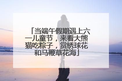 当端午假期遇上六一儿童节，来看大熊猫吃粽子，赏绣球花和马鞭草花海