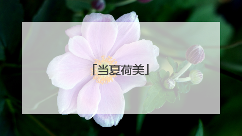 当夏荷美