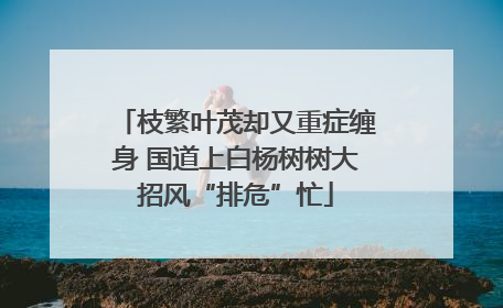枝繁叶茂却又重症缠身 国道上白杨树树大招风“排危”忙