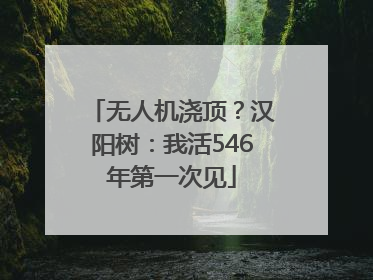 无人机浇顶？汉阳树：我活546年第一次见