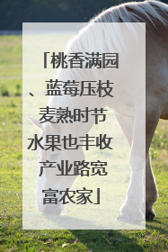 桃香满园、蓝莓压枝 麦熟时节水果也丰收 产业路宽富农家