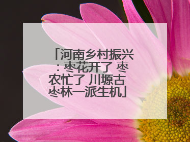 河南乡村振兴：枣花开了 枣农忙了 川塬古枣林一派生机