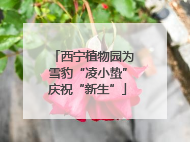 西宁植物园为雪豹“凌小蛰”庆祝“新生”