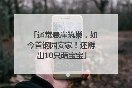 通常悬崖筑巢，如今首钢园安家！还孵出10只萌宝宝