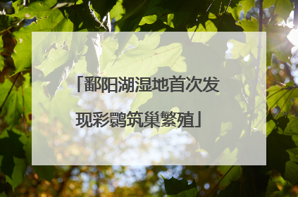 鄱阳湖湿地首次发现彩鹮筑巢繁殖