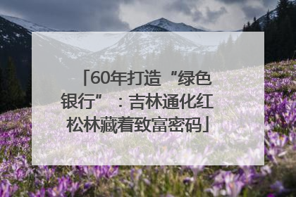 60年打造“绿色银行”：吉林通化红松林藏着致富密码